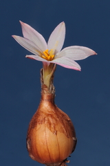 Zephyranthes andina