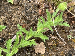Calotis glandulosa