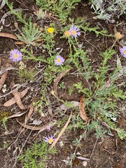 Calotis glandulosa