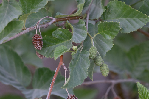 white alder (Alnus rhombifolia)