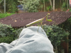 Mantodea