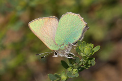 Callophrys dumetorum