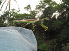 Mantodea