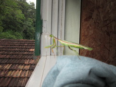 Mantodea