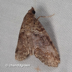 Lophoptera anthyalus