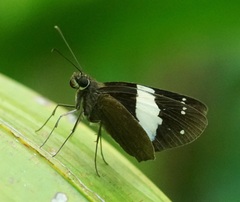 Notocrypta waigensis