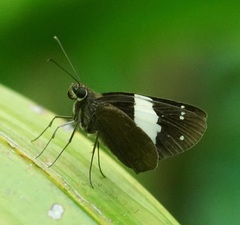 Notocrypta waigensis