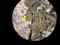 Phaeophyscia nigricans