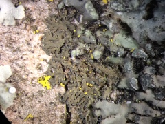 Phaeophyscia nigricans
