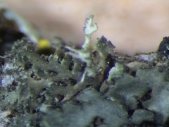 Phaeophyscia nigricans