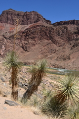 Yucca utahensis