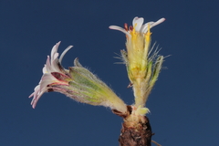 Noticastrum marginatum
