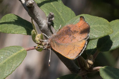 Callophrys augustinus iroides