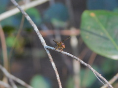 Salpingogaster punctifrons