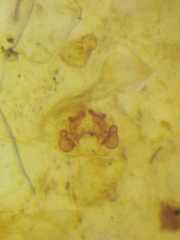 Cheiracanthium daquilium