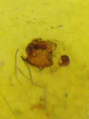 Episinus