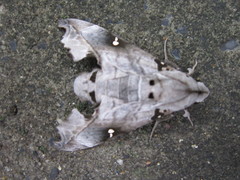 Madoryx oiclus