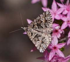 Dichromodes diffusaria