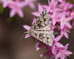 Dichromodes diffusaria
