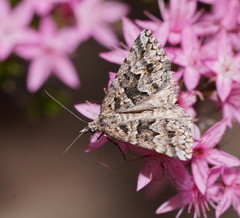 Dichromodes diffusaria
