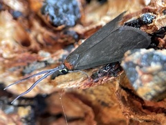 Pollanisus subdolosa