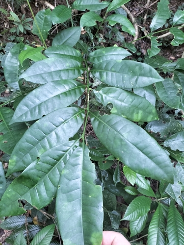 Flindersia brayleyana