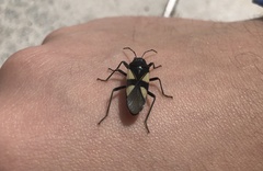 Fibrenus gibbicollis