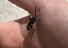 Fibrenus gibbicollis