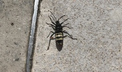 Fibrenus gibbicollis