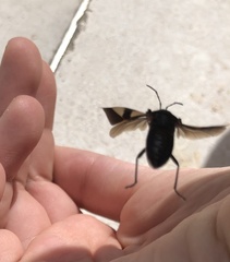 Fibrenus gibbicollis