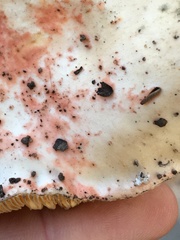 Russula maculata