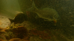 Acanthopagrus butcheri