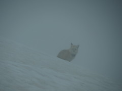 Vulpes vulpes cascadensis