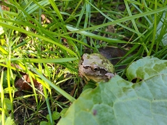 Hyla japonica