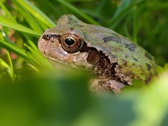 Hyla japonica