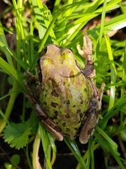 Hyla japonica