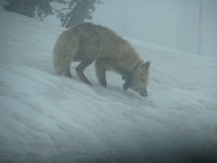 Vulpes vulpes cascadensis