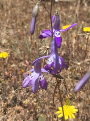 Conanthera trimaculata