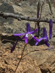 Conanthera trimaculata