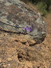 Conanthera trimaculata