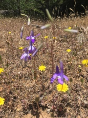 Conanthera trimaculata