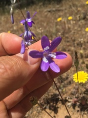Conanthera trimaculata