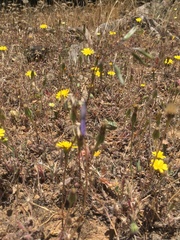 Conanthera trimaculata