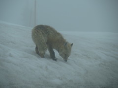 Vulpes vulpes cascadensis