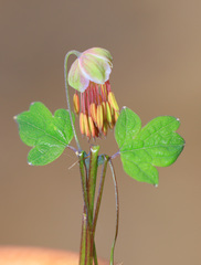 Thalictrum longistylum
