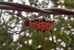 Micrathena zilchi