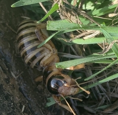 Ammopelmatus pictus