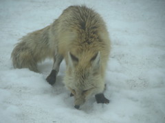 Vulpes vulpes cascadensis