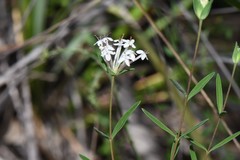 Pimelea stricta