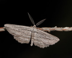 Euphronarcha leptodesma